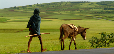  Ethiopian donkey