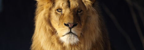 judah lion