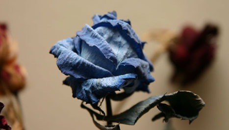dead rose